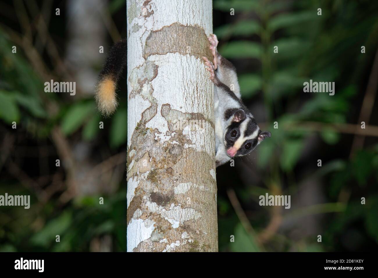 Striped Possum Dactylopsila trivirgata Chambers Rainforest Lodge, Queensland, Australien 6 November 2019 Erwachsene Petauridae Limited t Stockfoto