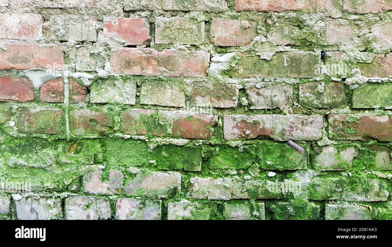 Verwitterte alte rote Terrakotta-Ziegelwand mit grünem Moos und grunge Zementfugen. Backstein texturierter Hintergrund. Backdrop für Mauerwerk. Steinmauerwerk Wand su Stockfoto