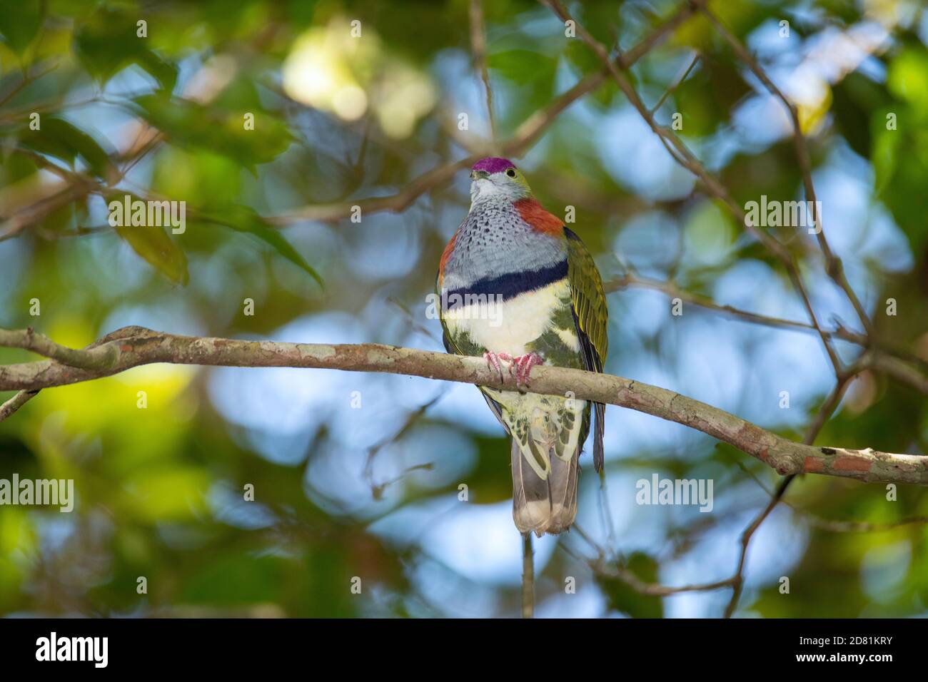 Super Fruit-Dove Ptilinopus Superbus Mt. Hypipamee National Park, Queensland, Australien 6. November 2019 Erwachsene Columbidae Stockfoto