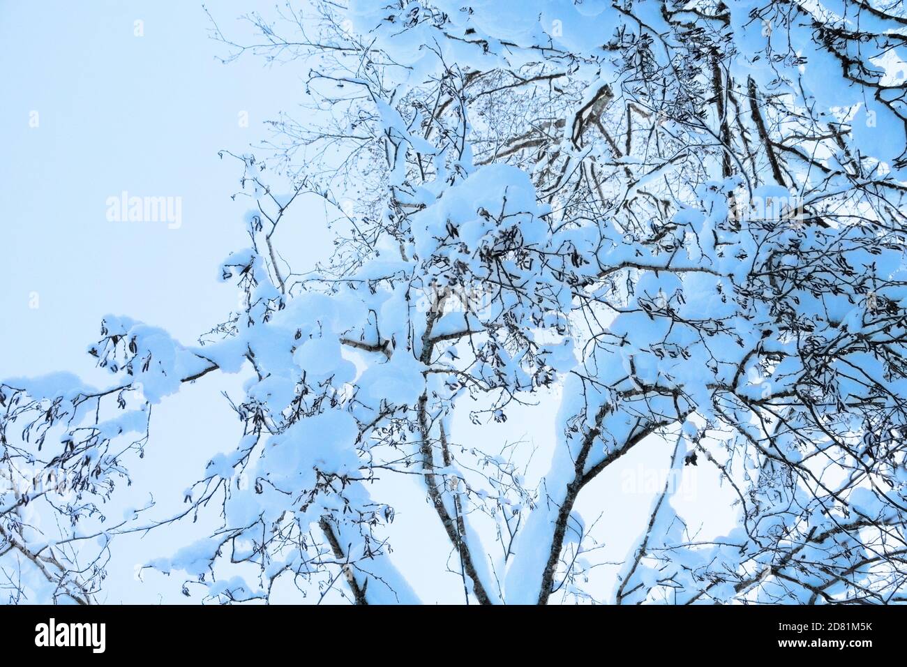 Fantastischer Wald nach vielen Tagen Schneesturm, Schneedecke. Schneekappen, Schneedecke auf Bäumen und Sträuchern, ungewöhnlicher Wald. Erle (Alnus) mit Kätzchen in Stockfoto