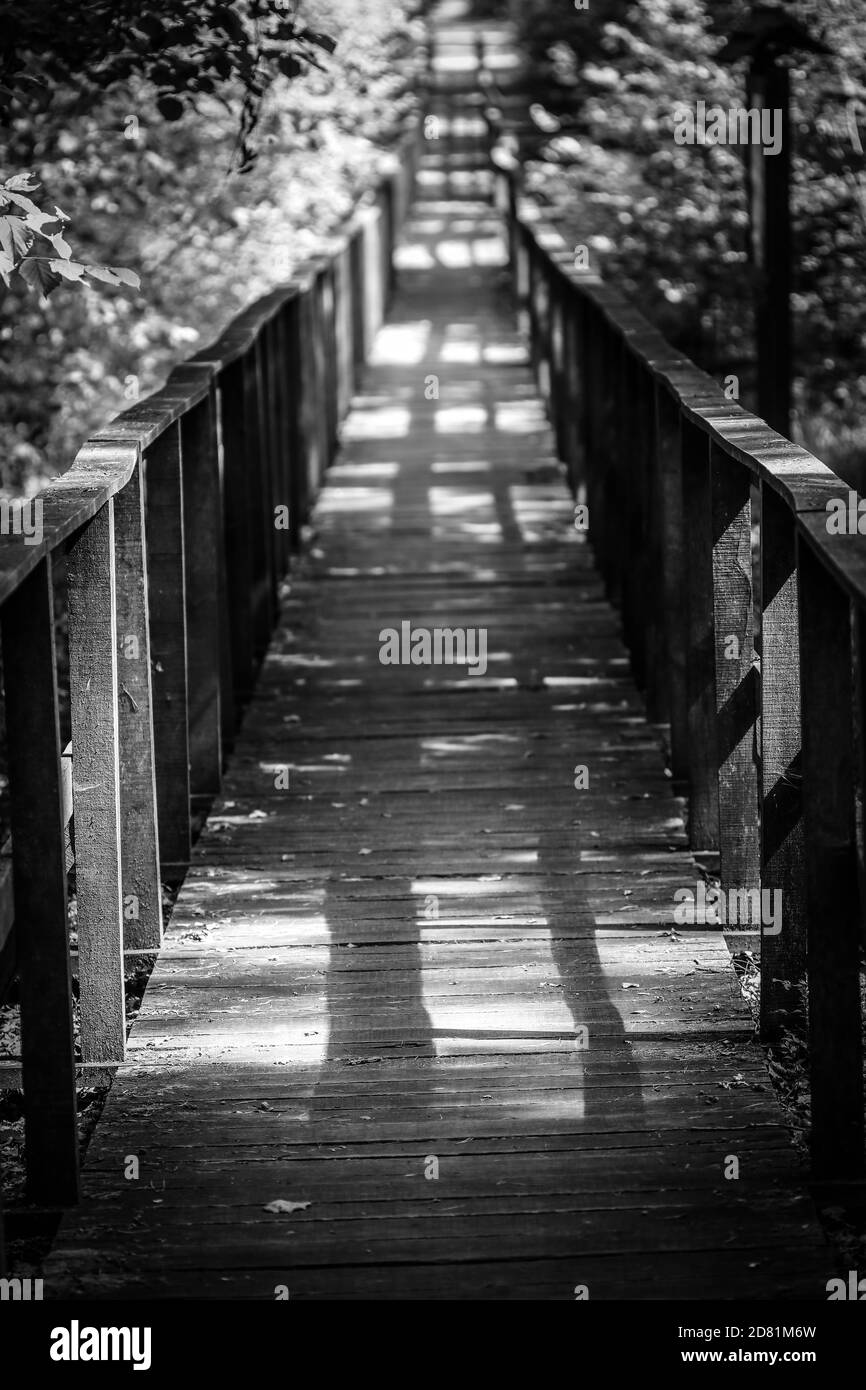 Holzfußweg führt durch Büsche und Sumpfland im Wald Stockfoto