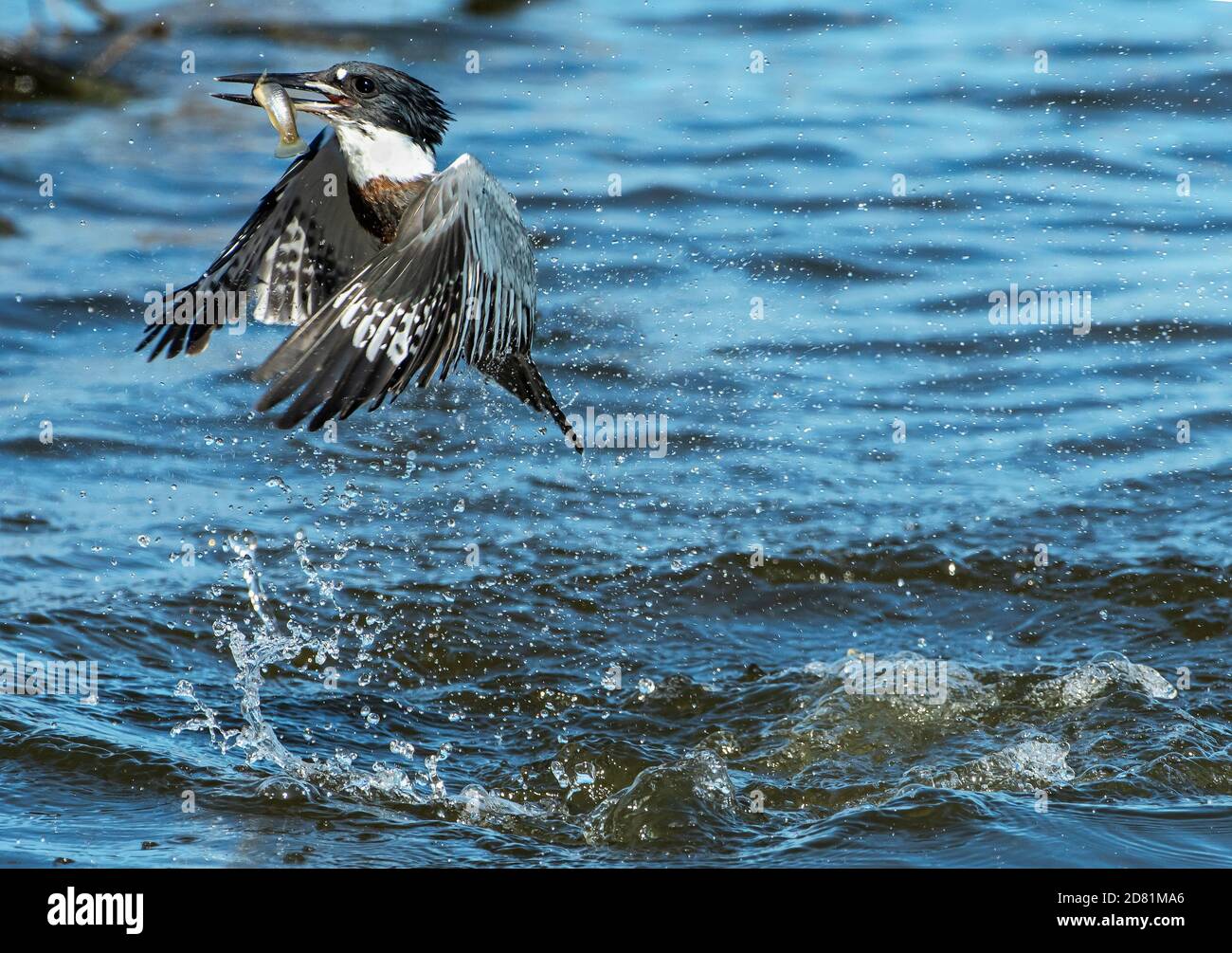 Eisvogel-Flug mit Fischen nach erfolgreichem Tauchgang im Herbst Migration Stockfoto