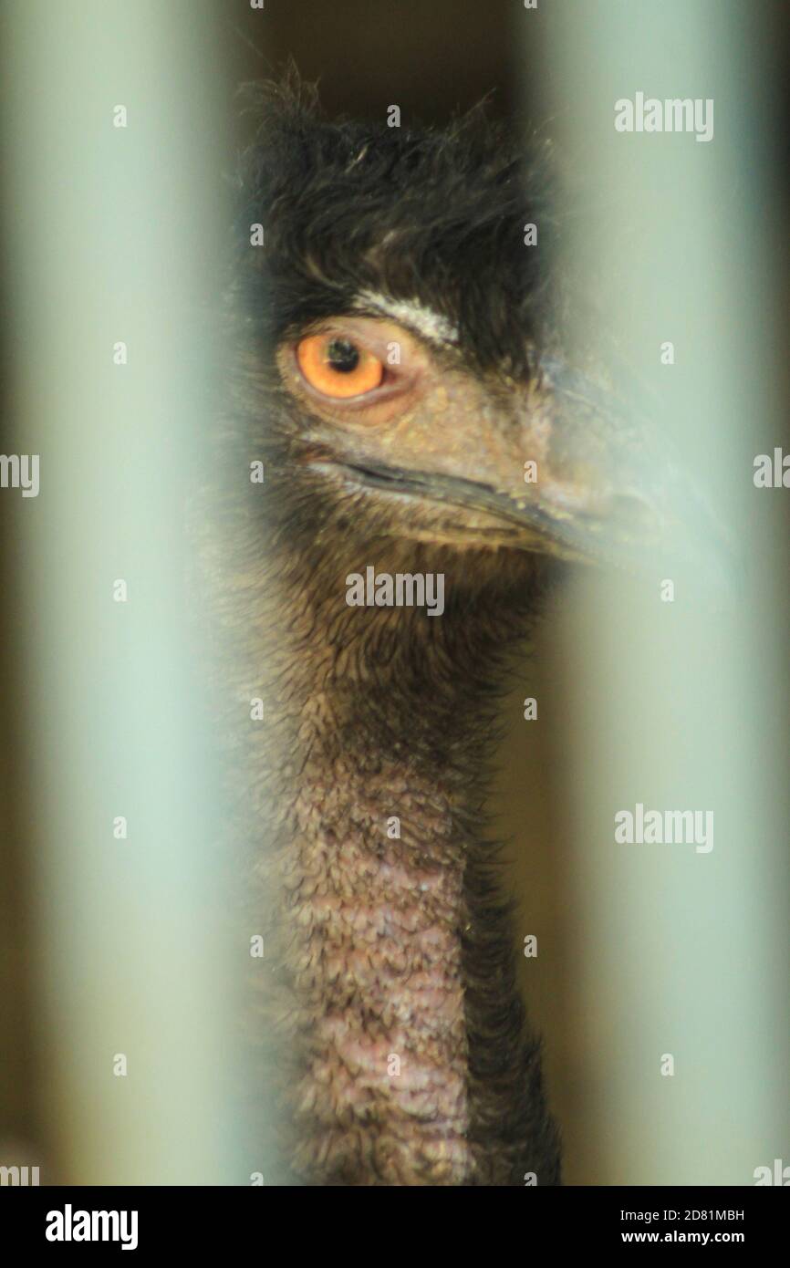 Strauß in der Zelle in einem Zoo. Inhalt in Gefangenschaft. Animal Rescue.Unschärfe-Foto Stockfoto
