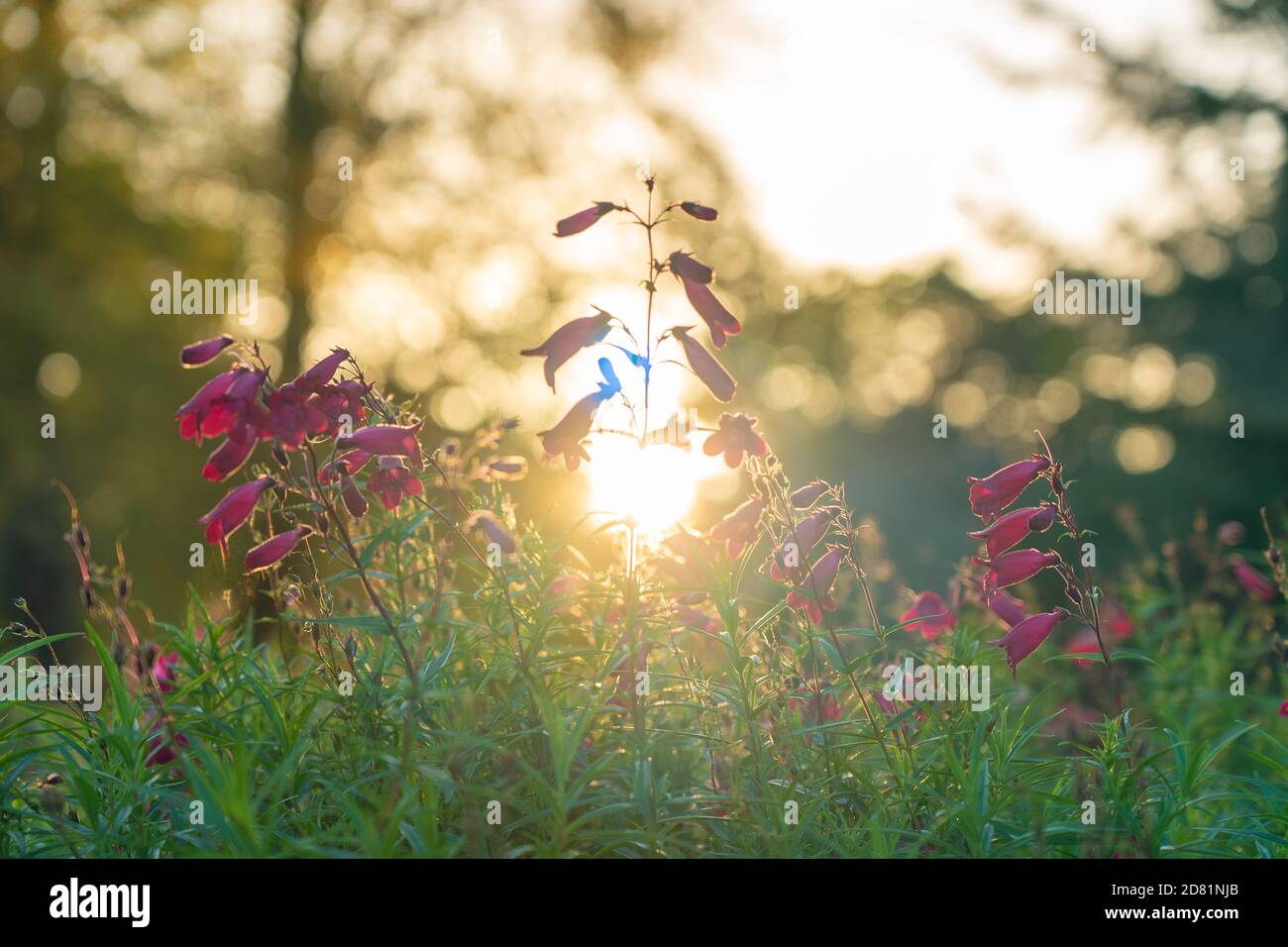 London, Großbritannien. Montag, 26. Oktober 2020. Foxgloves bei Sonnenuntergang in Kew Gardens in London. Foto: Roger Garfield/Alamy Live News Stockfoto