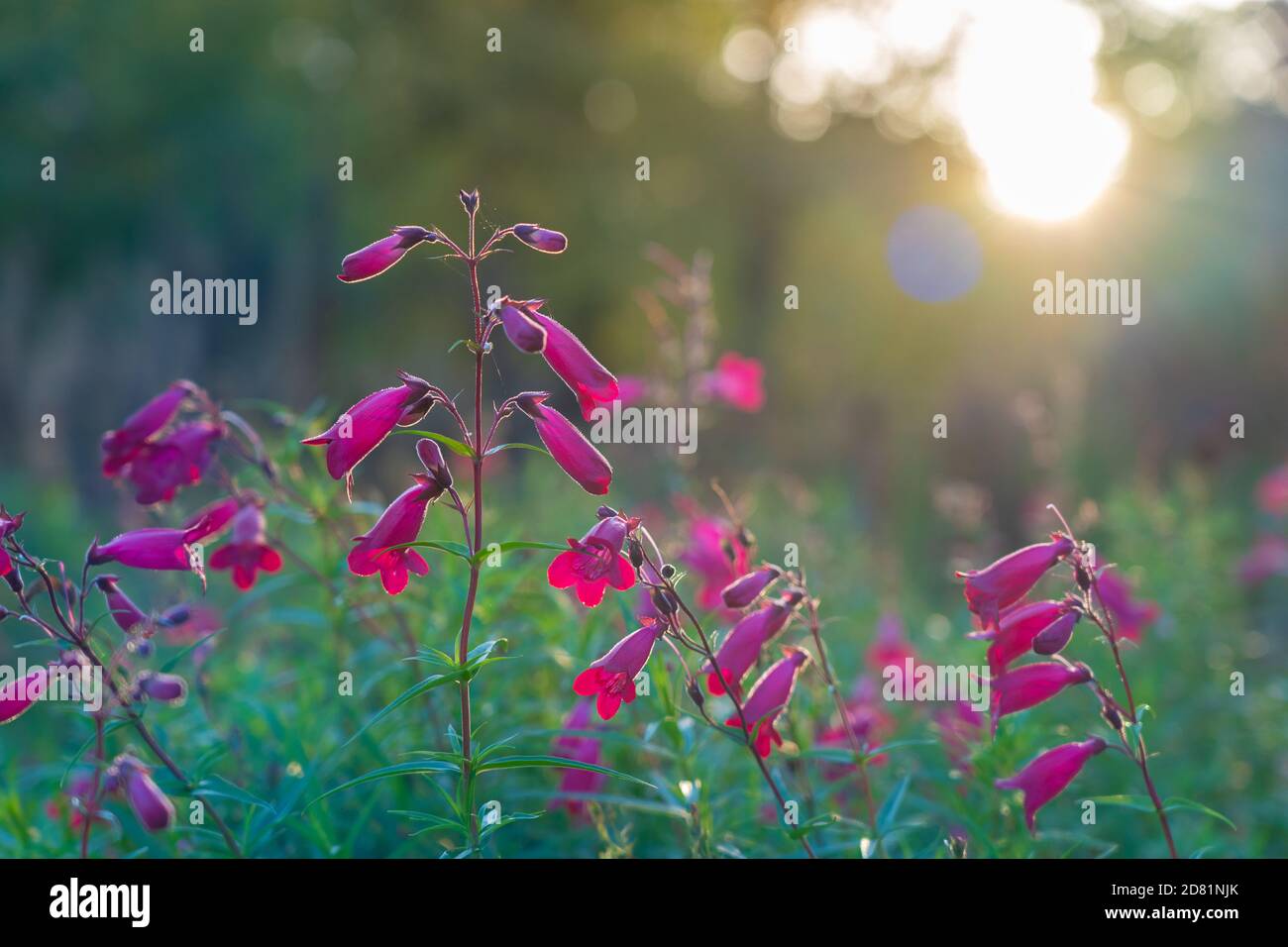 London, Großbritannien. Montag, 26. Oktober 2020. Foxgloves bei Sonnenuntergang in Kew Gardens in London. Foto: Roger Garfield/Alamy Live News Stockfoto