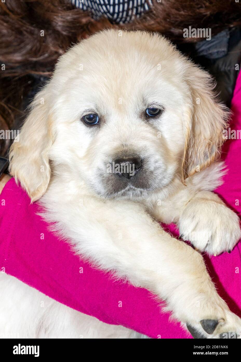 Sechs Wochen alt Platinum, oder Creme farbigen Golden Retriever Welpen. Stockfoto Sechs Wochen alt Platinum, oder Creme farbigen Golden Retriever Welpen. Stockfoto