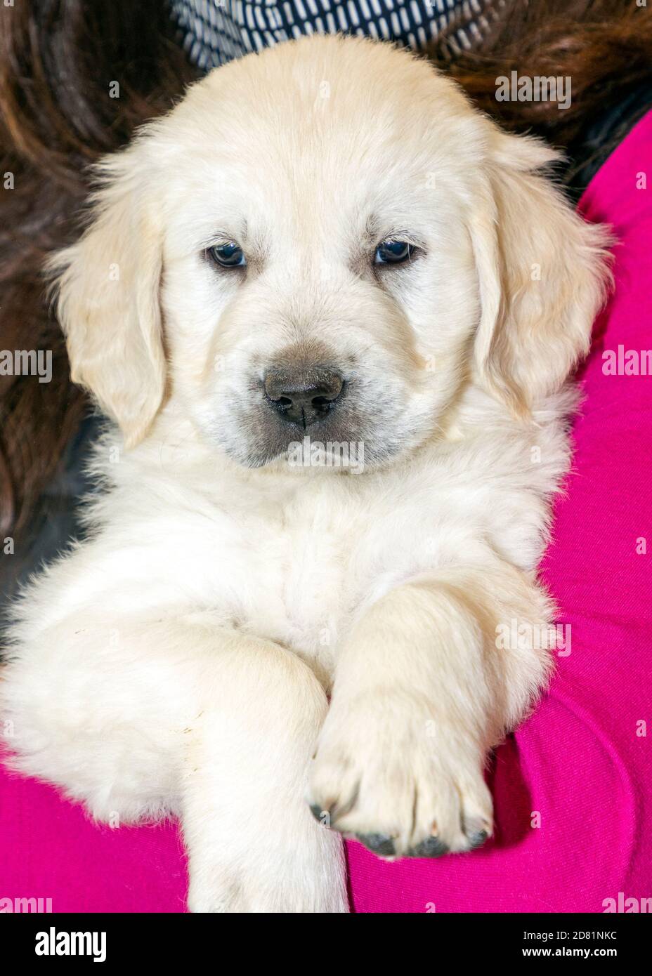 Sechs Wochen alt Platinum, oder Creme farbigen Golden Retriever Welpen. Stockfoto Sechs Wochen alt Platinum, oder Creme farbigen Golden Retriever Welpen. Stockfoto