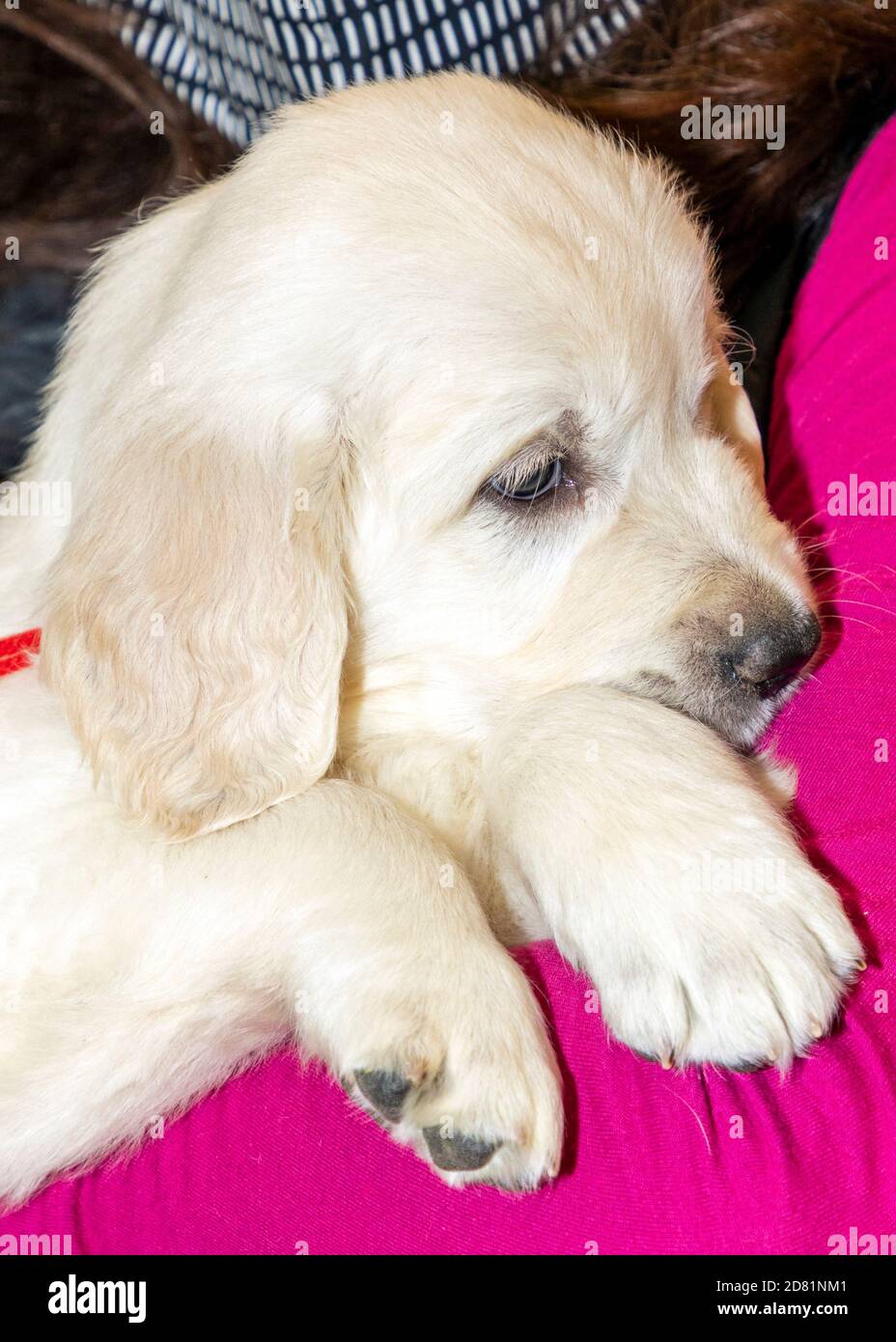 Sechs Wochen alt Platinum, oder Creme farbigen Golden Retriever Welpen. Stockfoto Sechs Wochen alt Platinum, oder Creme farbigen Golden Retriever Welpen. Stockfoto