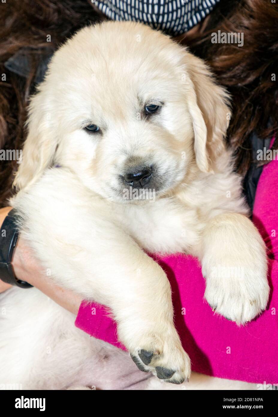 Sechs Wochen alt Platinum, oder Creme farbigen Golden Retriever Welpen. Stockfoto Sechs Wochen alt Platinum, oder Creme farbigen Golden Retriever Welpen. Stockfoto