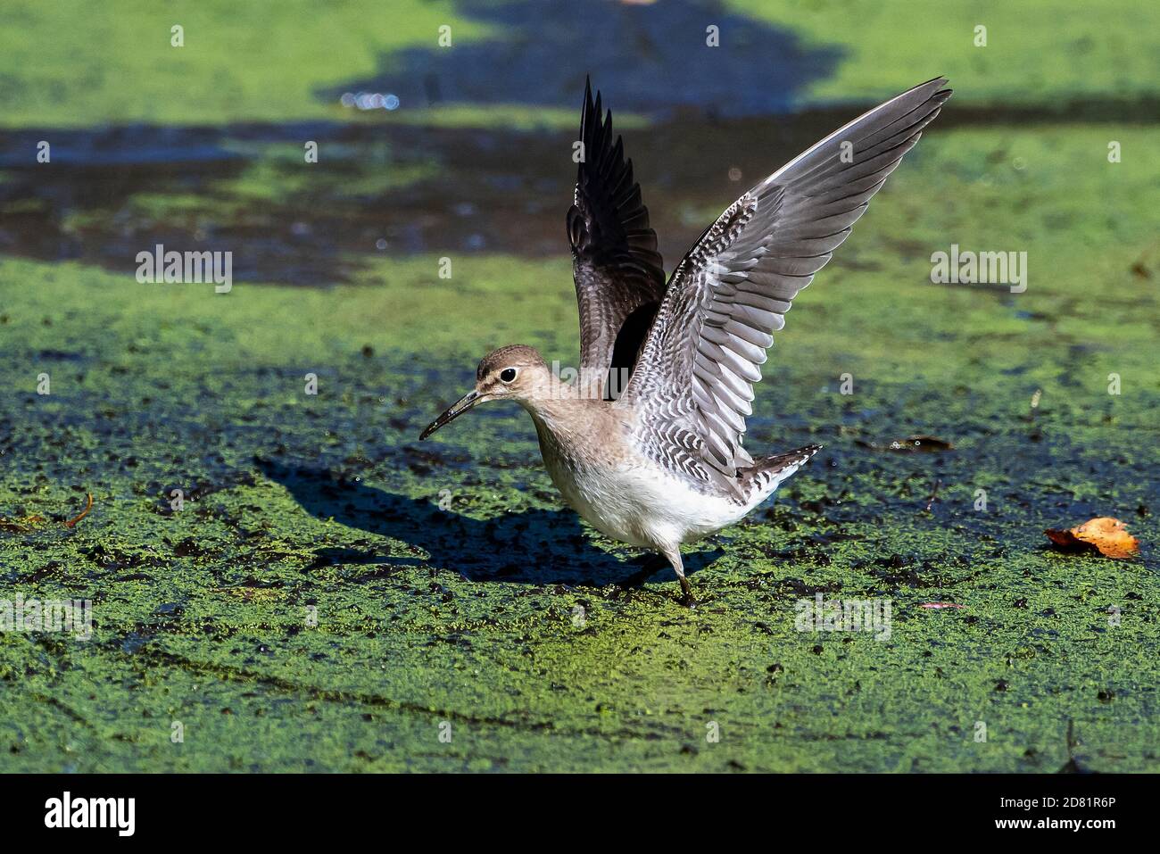 Einsame sandpiper mit erhobenen Flügeln auf WASSERLINSEN-bedeckten Teich Stockfoto
