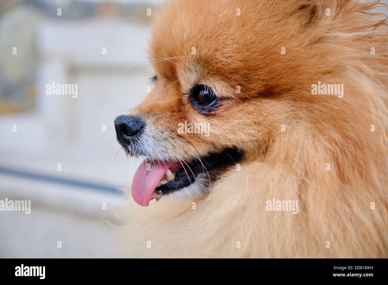 Nahaufnahme von niedlichen glücklich pommerschen Hund Stockfoto