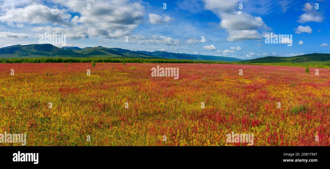 Blühende Blumen Weide-Kraut Feld Stockfoto