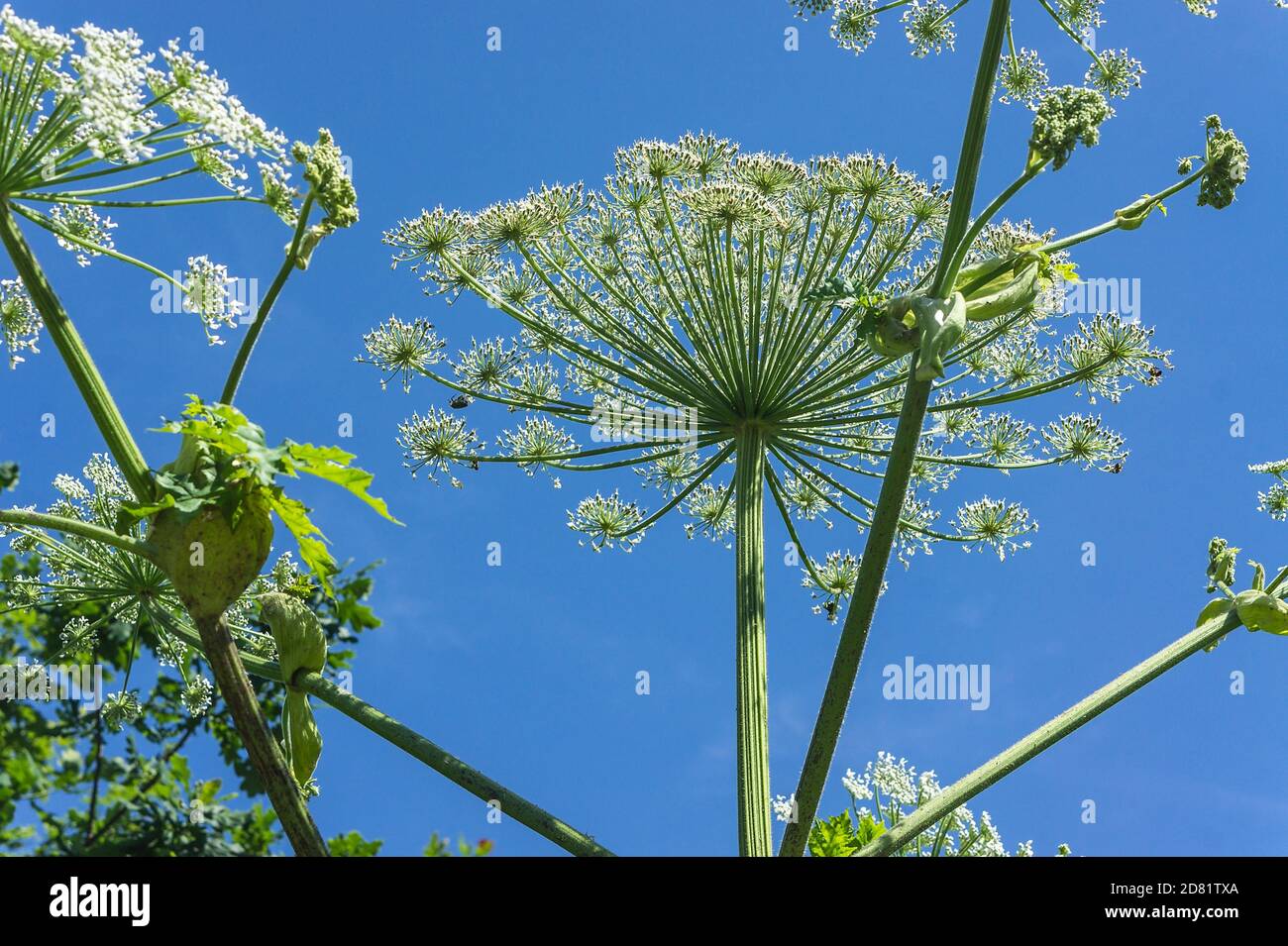 Trockene Blütenstände einer Gras einer Kuh Pastinake, Heracleum sosnowskyi, giftige Pflanze Stockfoto