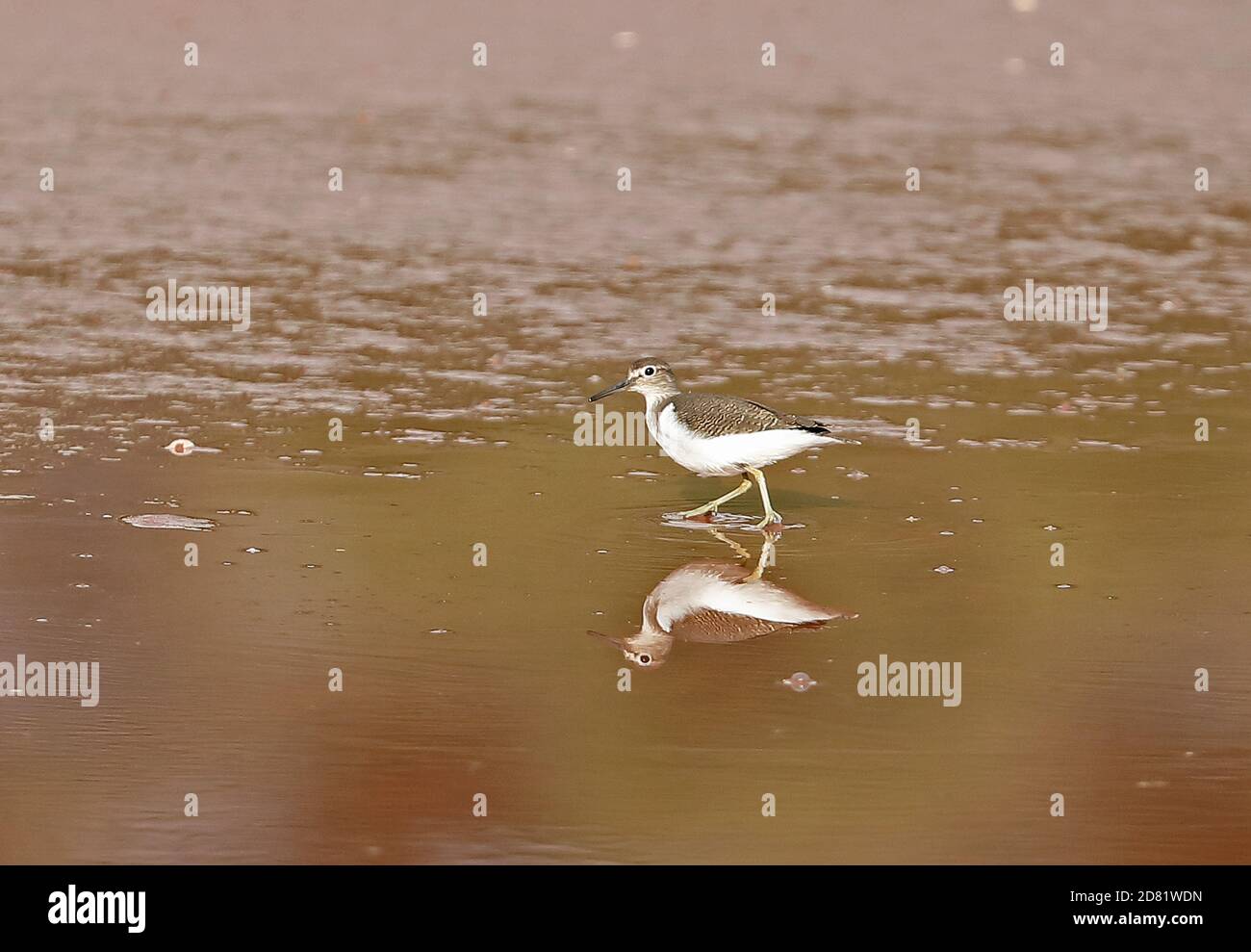 Gemeiner Sandpiper (Actitis hypoleucos) Erwachsene zu Fuß in seichtem Wasser mit Reflexion Mallorca, Balearen, Spanien Oktober Stockfoto