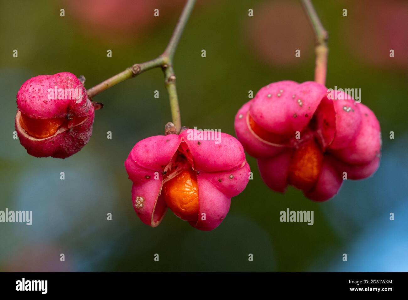 Nahaufnahme von bunten Spindelbeeren, rosa und orangen Früchten des Spindelbaums (Euonymus europaeus) Stockfoto