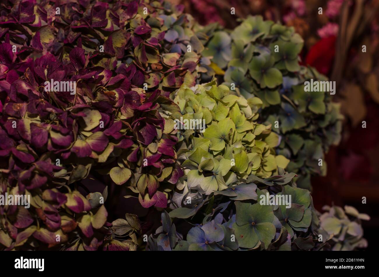 Dekorative getrocknete blau und lila Hortensien Blume Hintergrund Stockfoto