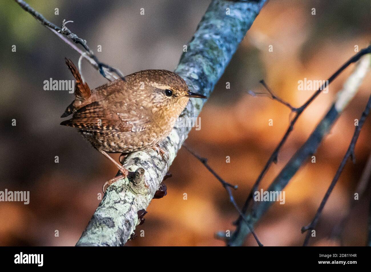 Winterzaun Stockfoto