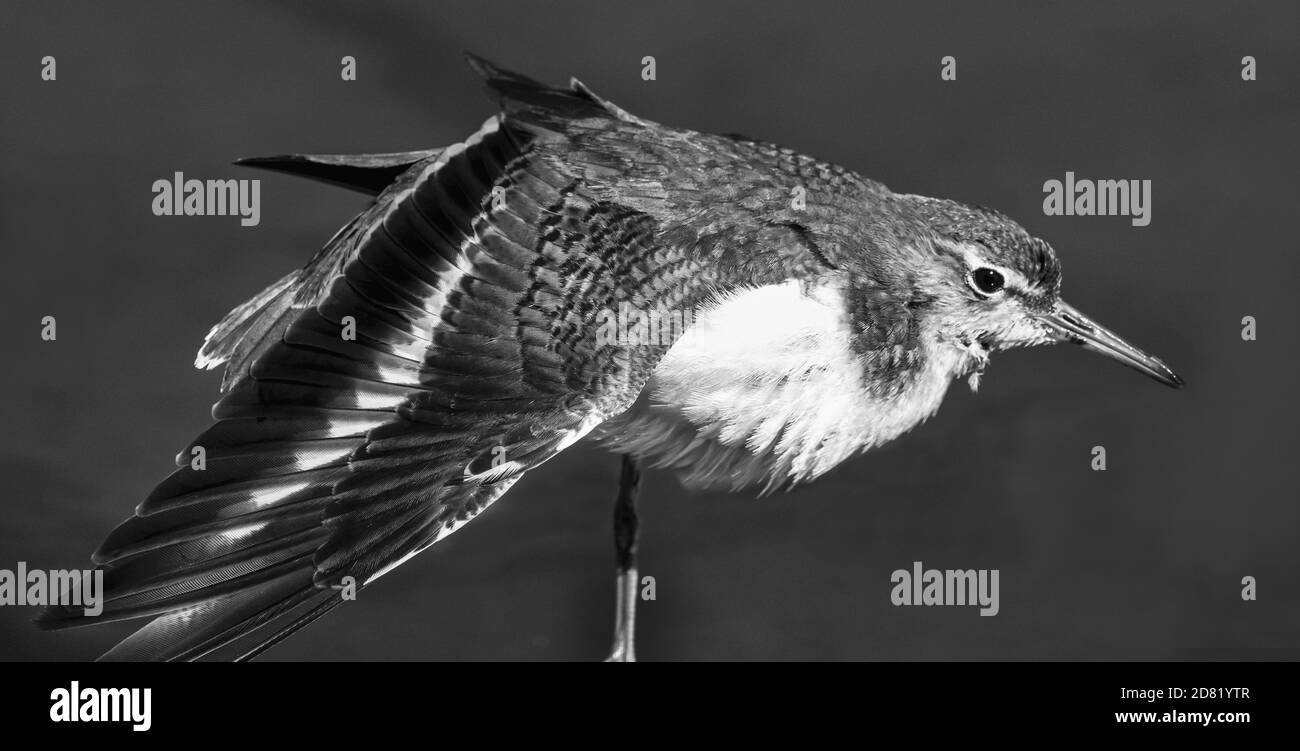 Schwarz-Weiß-Bild eines gefleckten Sandpiper im Herbst Wing Stretch Stockfoto