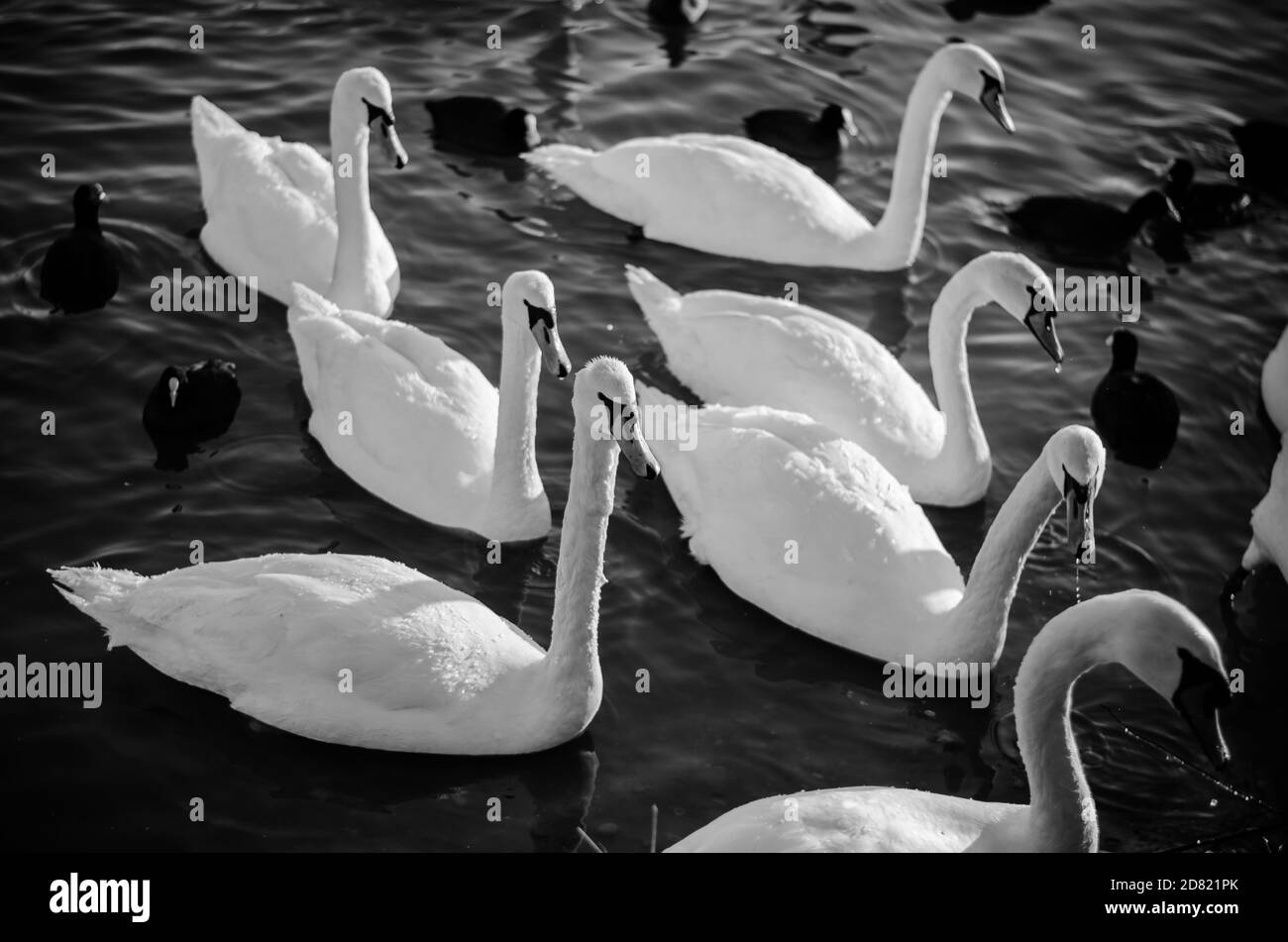 Gruppe von schönen weißen Schwanen auf gefrorenen Teich im Winter Zeit Stockfoto