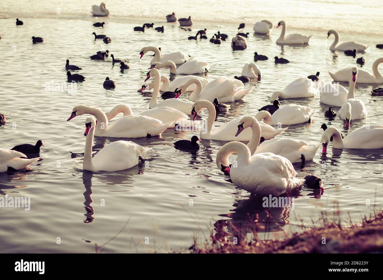 Schöne weiße Schwäne und Enten Vögel auf gefrorenen Teich in Winterzeit Stockfoto