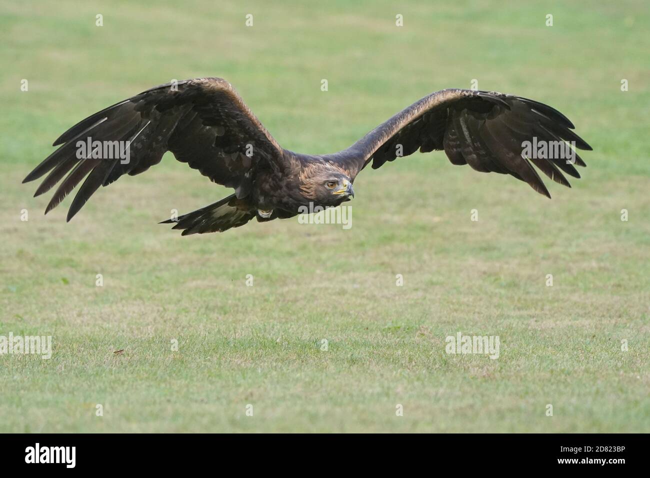 Golden Eagle sitzt und im Flug Stockfoto