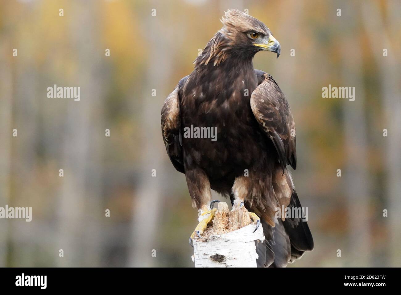 Golden Eagle sitzt und im Flug Stockfoto