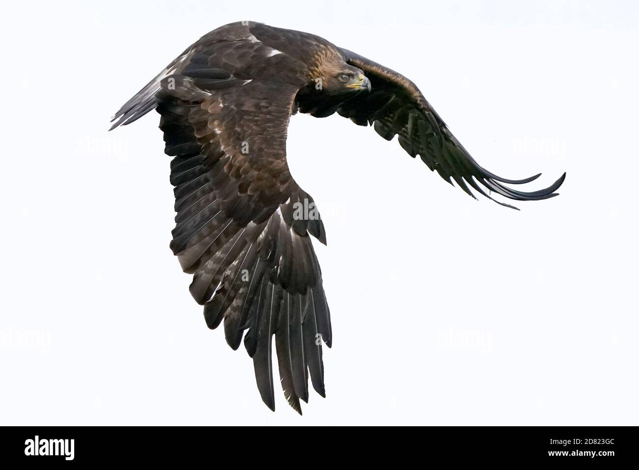 Golden Eagle sitzt und im Flug Stockfoto