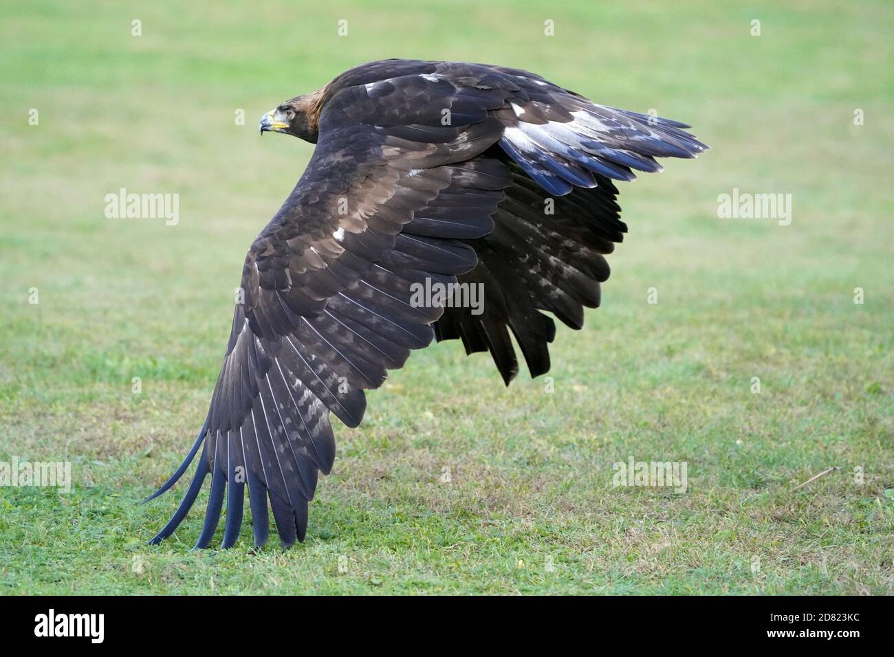 Golden Eagle sitzt und im Flug Stockfoto