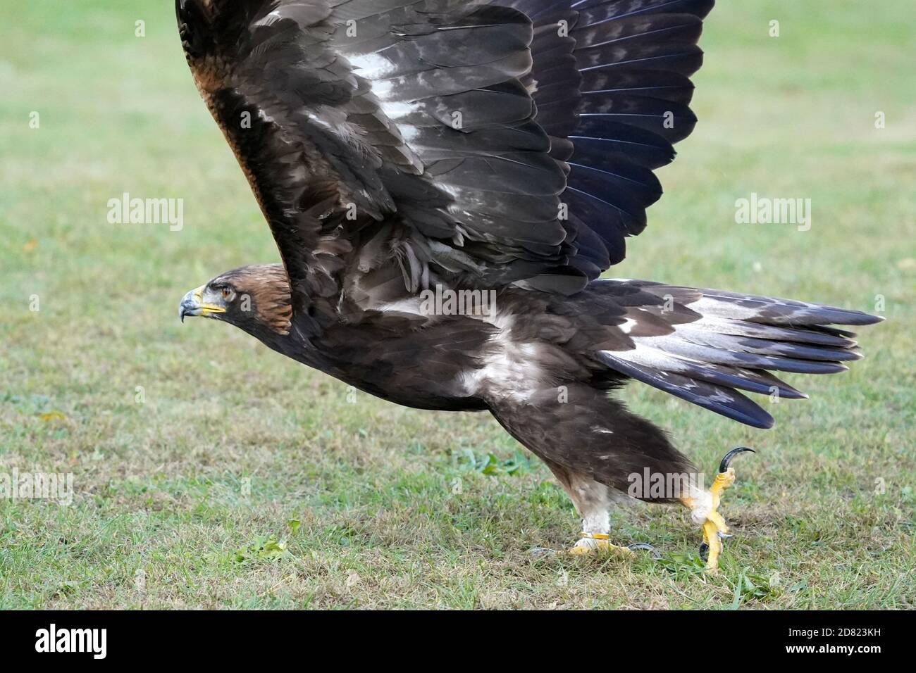 Golden Eagle sitzt und im Flug Stockfoto