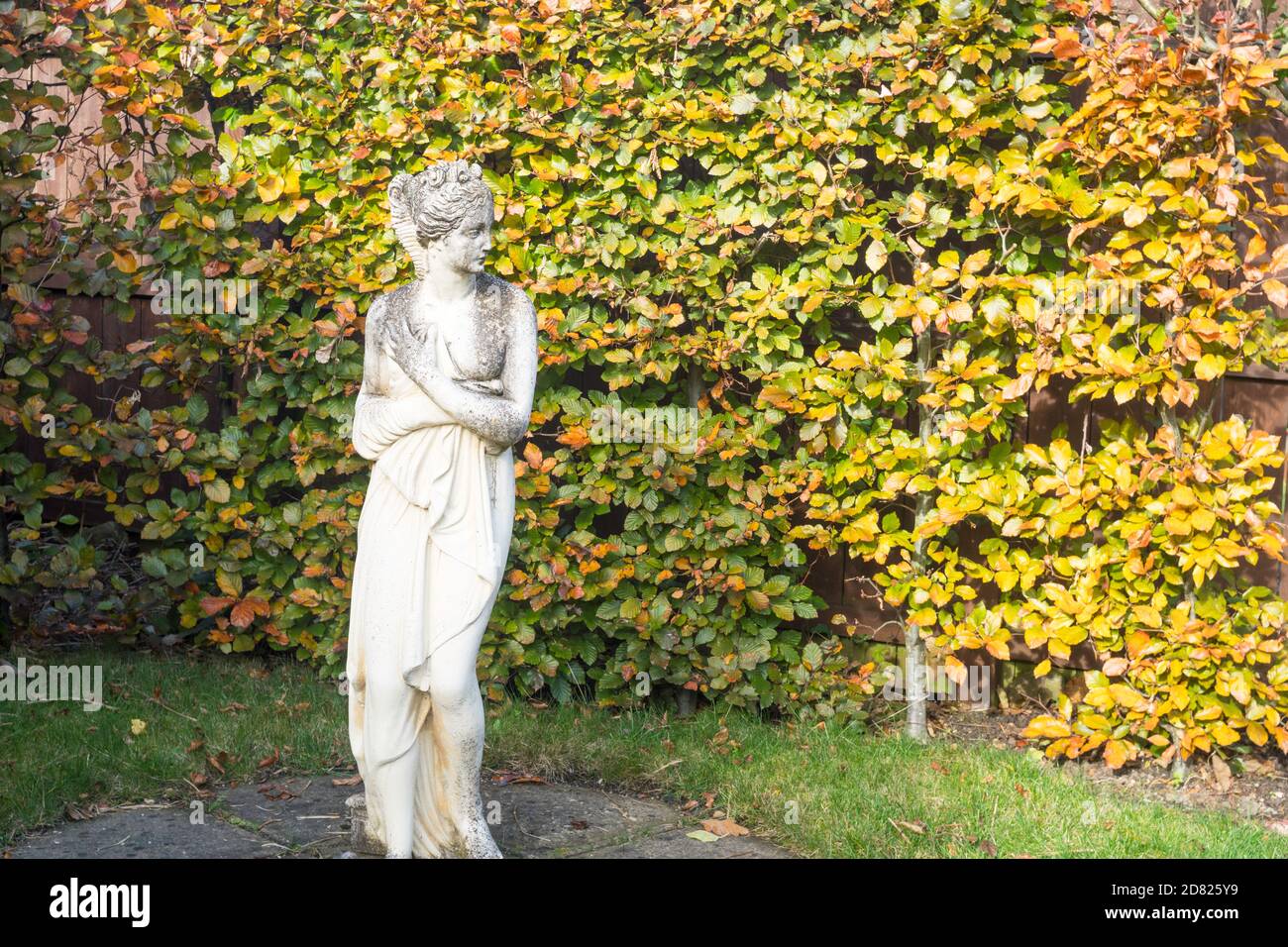 Eine Statue eines Weibchens vor einer Buchenhecke (Fagus sylvatica) im Herbst in einem heimischen Garten, Großbritannien Stockfoto