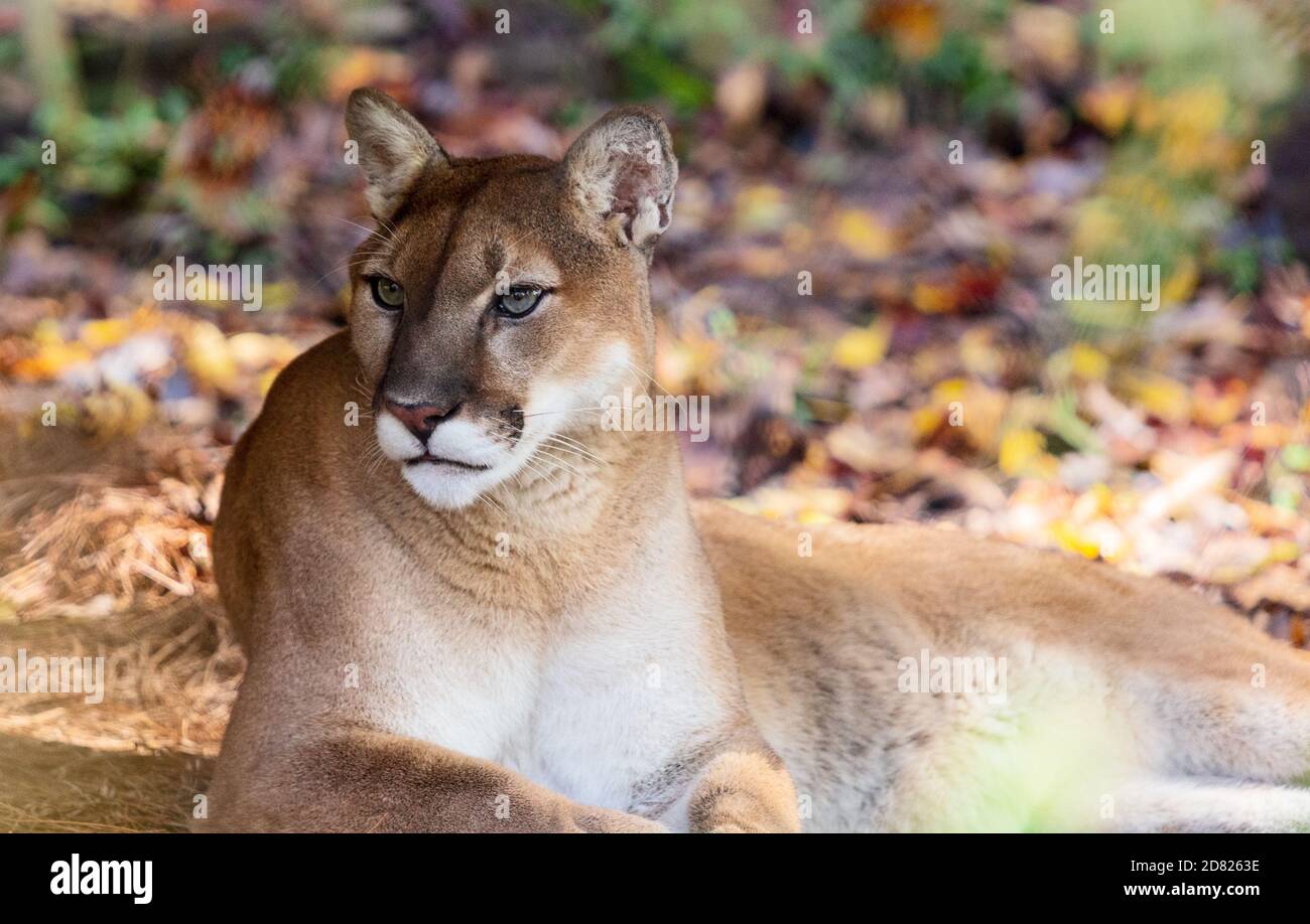 Puma könig -Fotos und -Bildmaterial in hoher Auflösung – Alamy