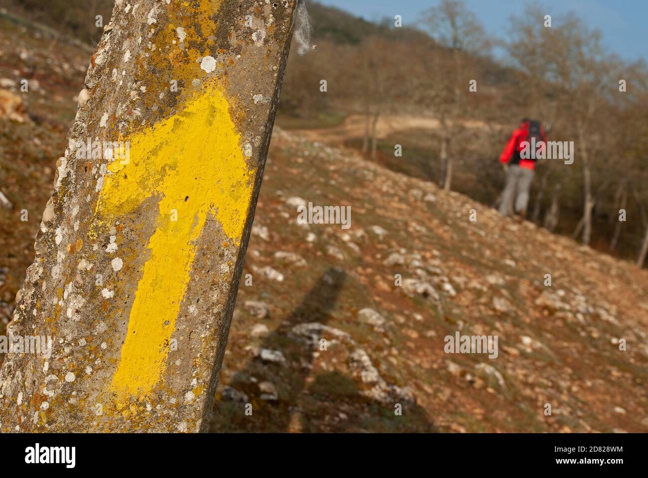 Ein gelber Pfeil markiert die richtige Richtung auf dem Camino de Santiago Francés, zwischen Atapuerca und Burgos. Stockfoto