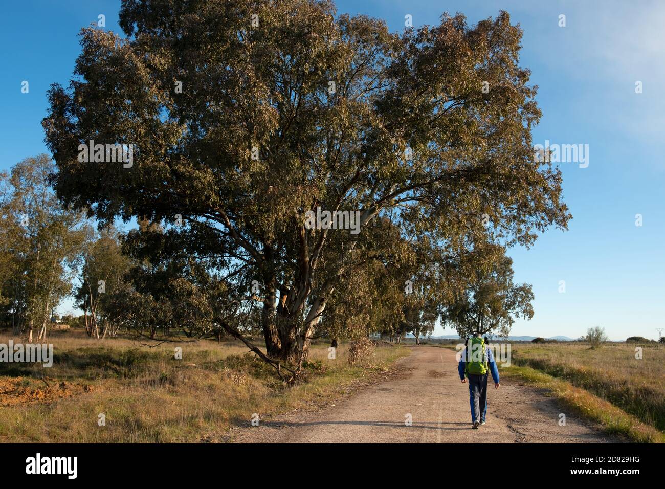 Pilgerweg auf dem Vía de la Plata zwischen Torremejía und Mérida, in der Region Extremadura (Spanien). Stockfoto