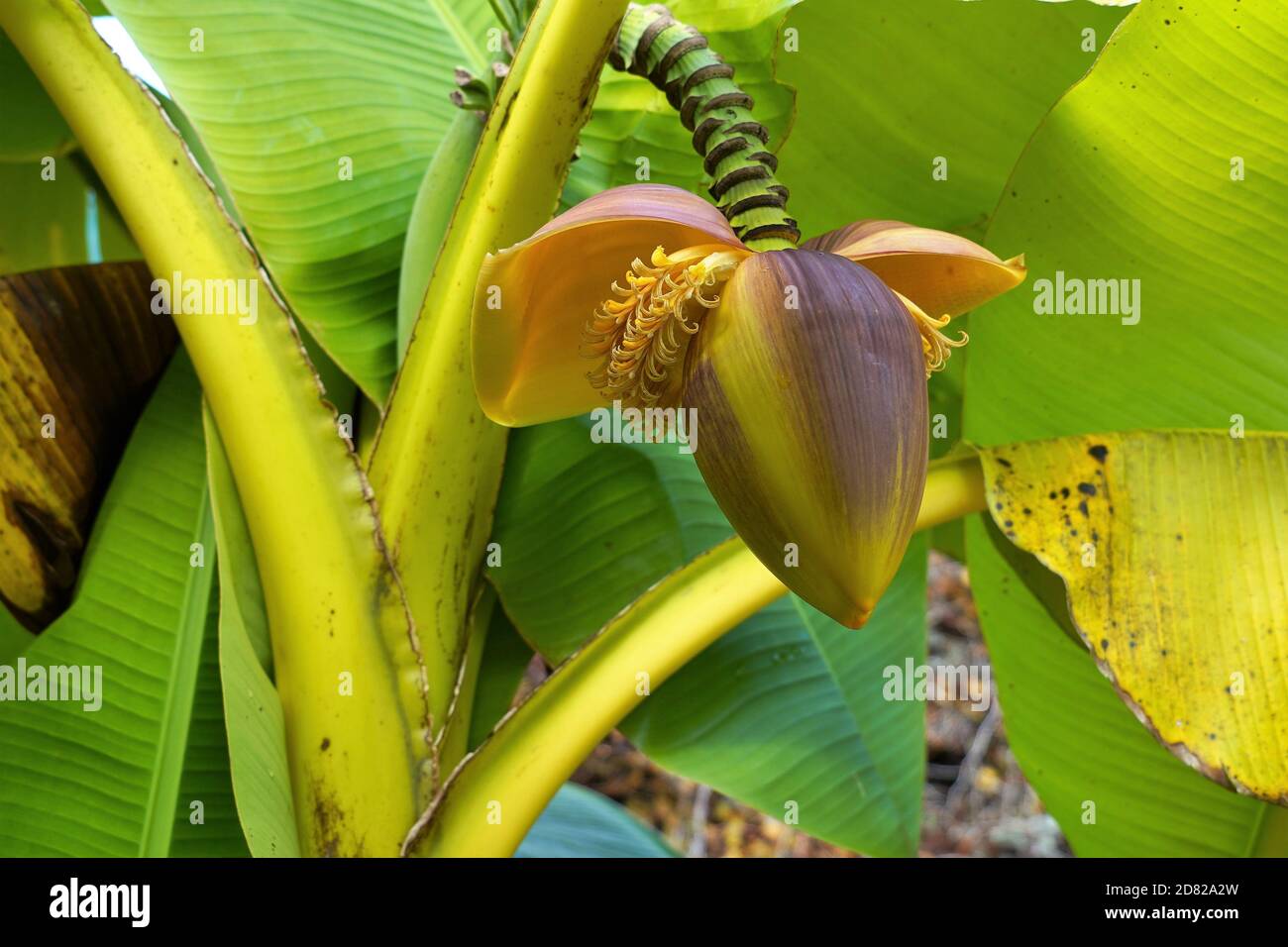 Eine Bananenblume im Detail zwischen großen Blättern. Die Pflanze wächst in der Schweiz im Freien und zeigt eine große Beständigkeit gegenüber Klima und Witterungsbedingungen. Stockfoto
