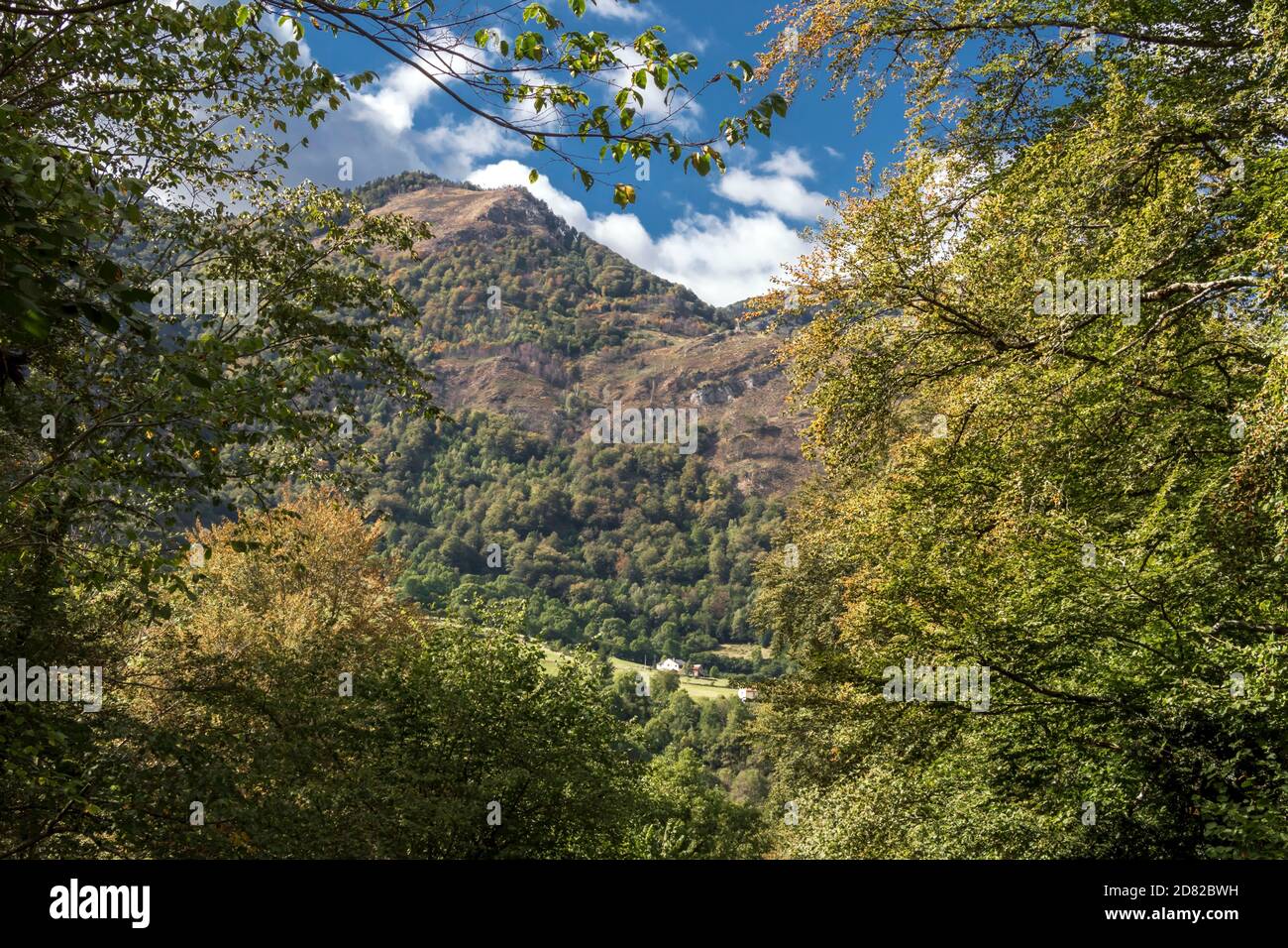 Waldhintergrund mit grünen Bäumen in den Pyrenäen Koniferen und Mischwälder, gemäßigte Laub- und Mischwälder Ökoregion in Südwesteuropa Stockfoto