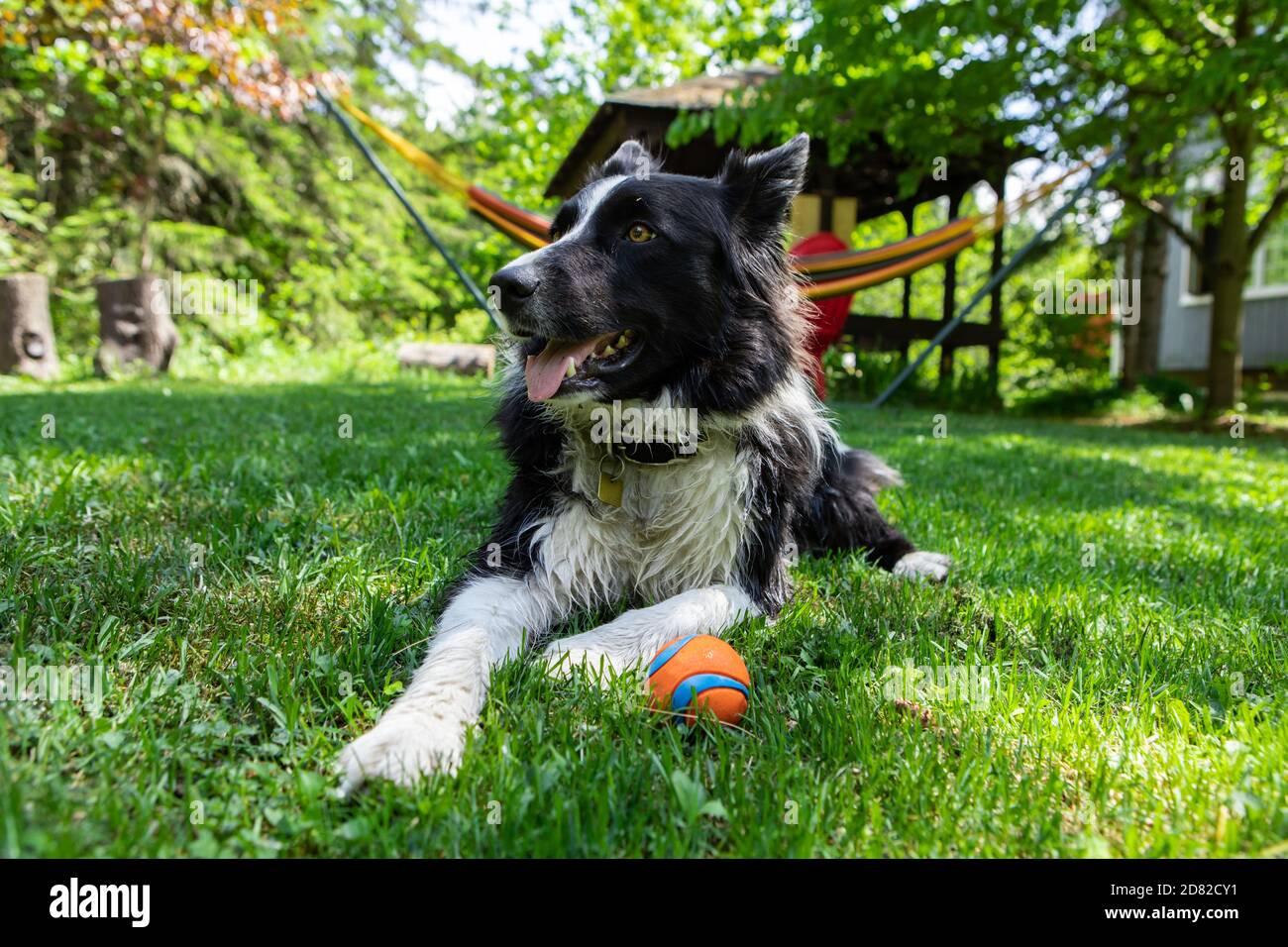 Border Collie Hunderasse sitzen und ruhen mit klebenden Zunge Draußen mit  Ball spielen, während auf Gras im Park liegen Ohne Leute Stockfotografie -  Alamy