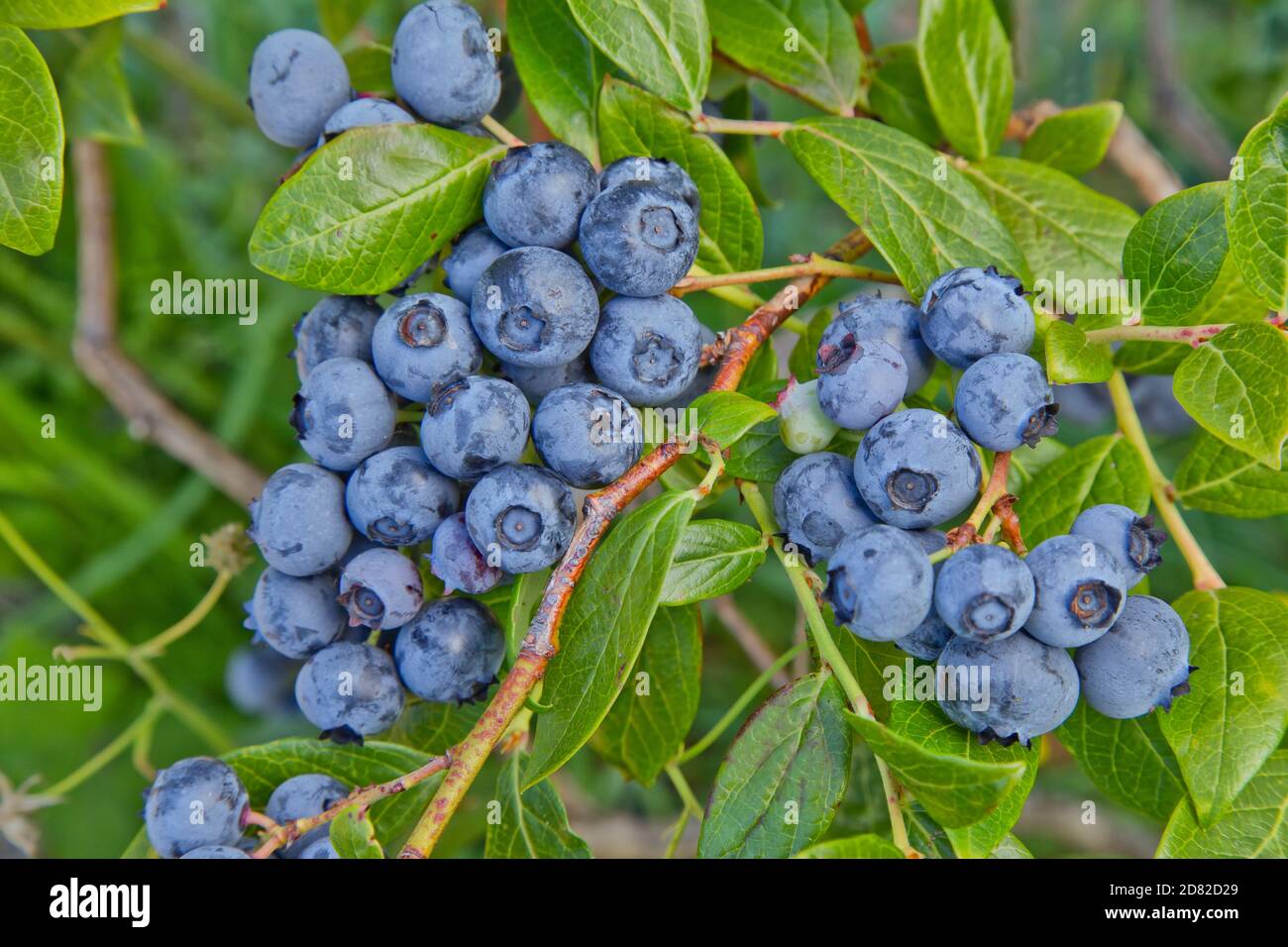 Heidelbeeren 'Duke' Sorte, Vaccinium corymbosum, (Northern Highbusch), Ende Juli, eine frühe Saison Ernte wächst Oregon Nordküste. Stockfoto