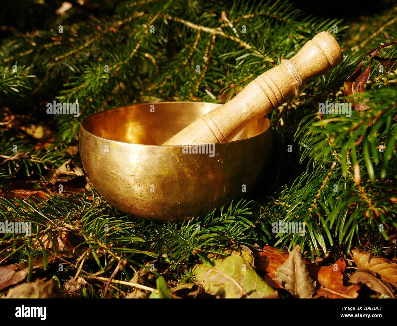 Singende Schüssel in der Mitte der Zweige von platziert Ein Tannenbaum Stockfoto