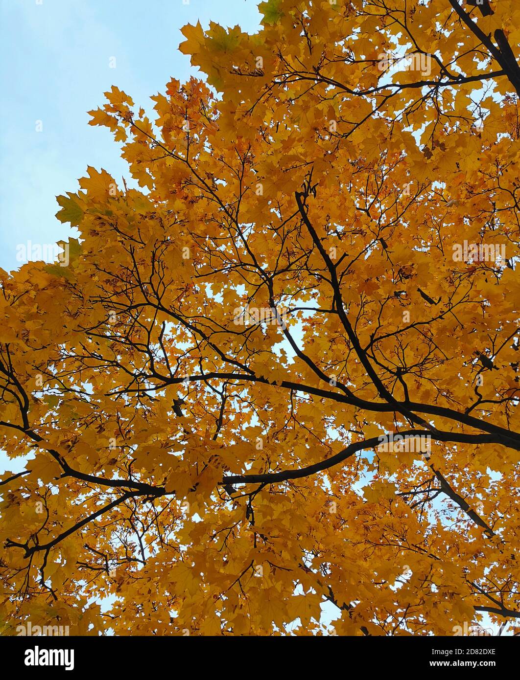 Golden Fall Laub Herbst gelb Ahornbaum. Stockfoto