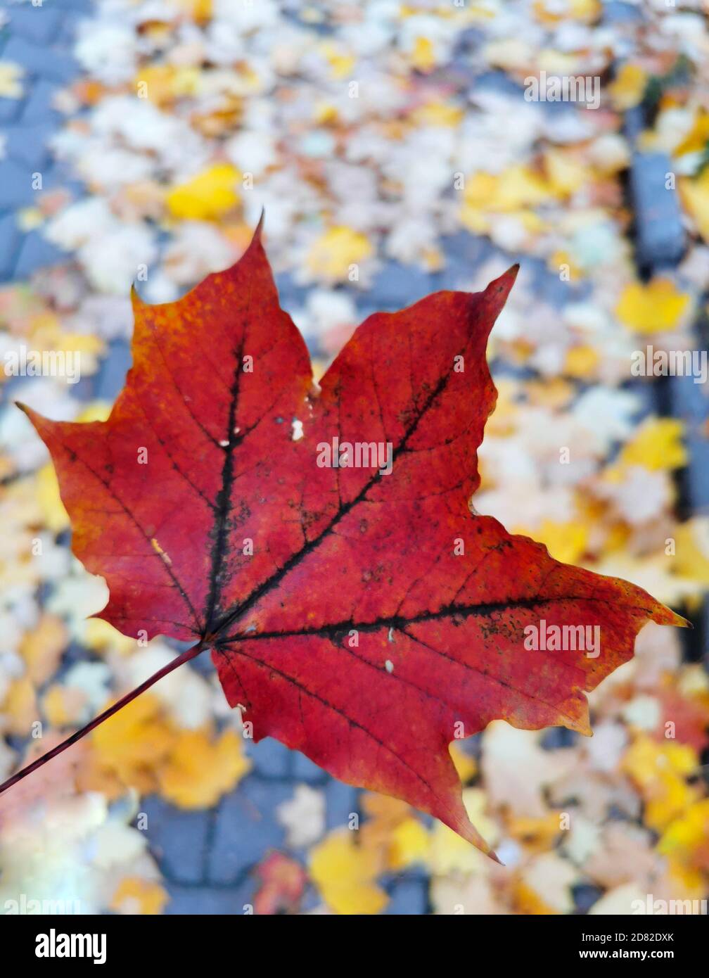 Herbst alt schöne rote Herbst Ahornblatt. Stockfoto