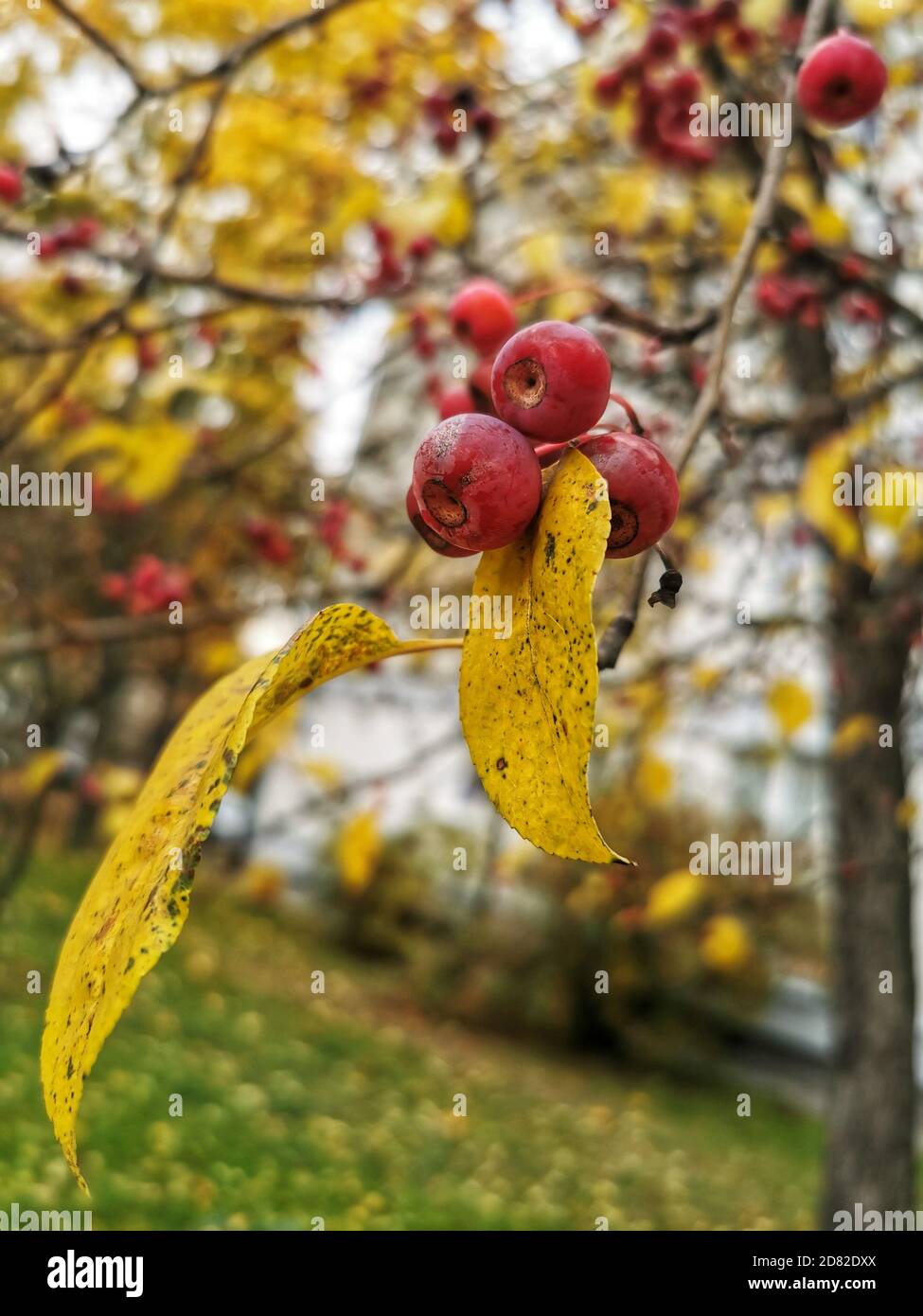 Rote himmlische Äpfel auf dem Baum im Herbst helles Sonnenlicht. Stockfoto