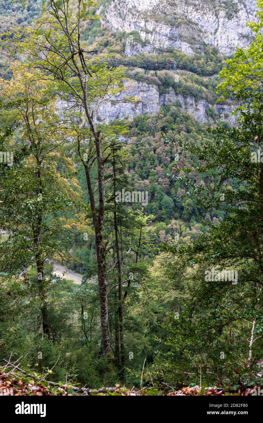 Waldhintergrund mit grünen Bäumen in den Pyrenäen Koniferen und Mischwälder, gemäßigte Laub- und Mischwälder Ökoregion in Südwesteuropa Stockfoto