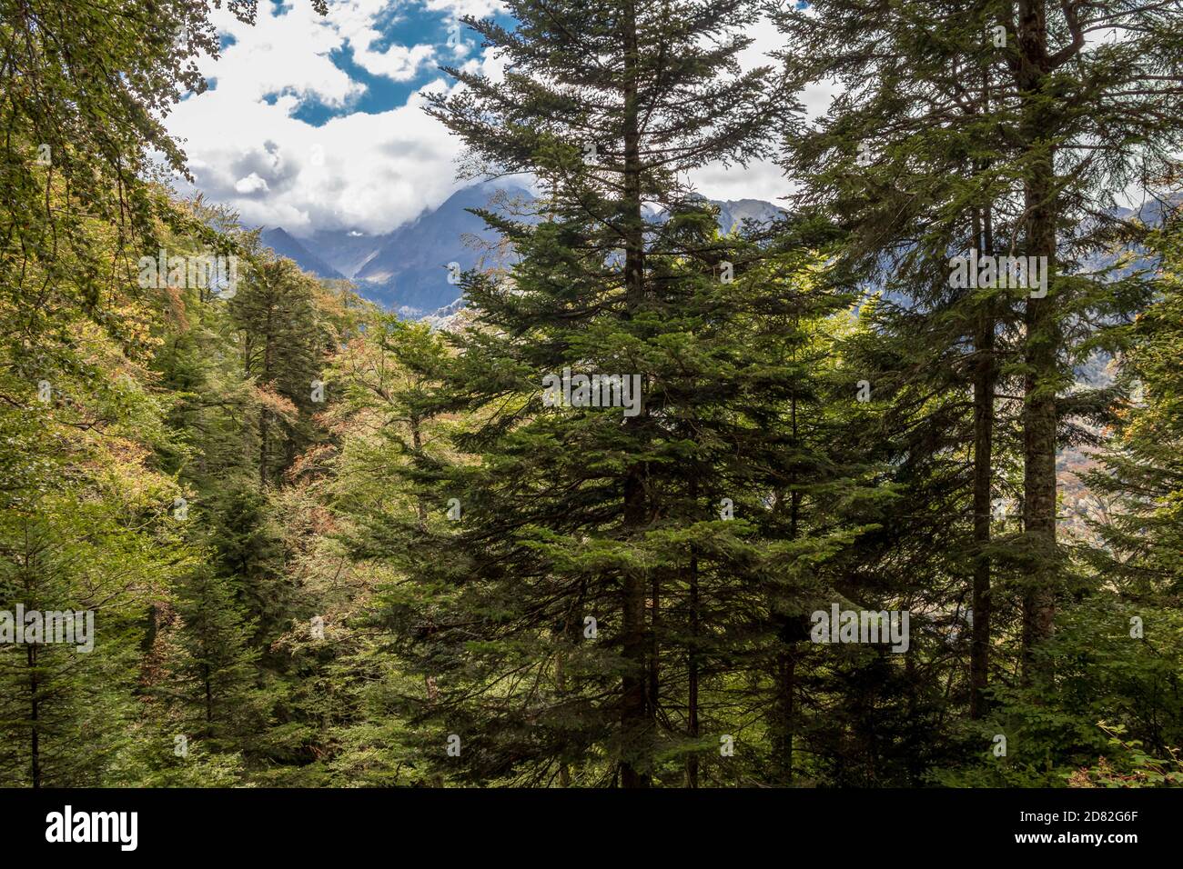 Waldhintergrund mit grünen Bäumen in den Pyrenäen Koniferen und Mischwälder, gemäßigte Laub- und Mischwälder Ökoregion in Südwesteuropa Stockfoto