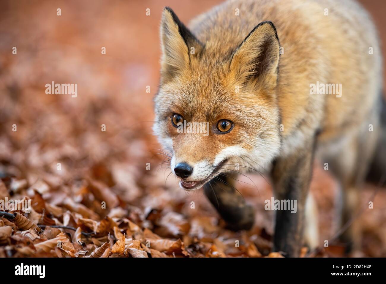 Rotfuchs Wandern auf Laub im Herbst Natur im Detail. Stockfoto
