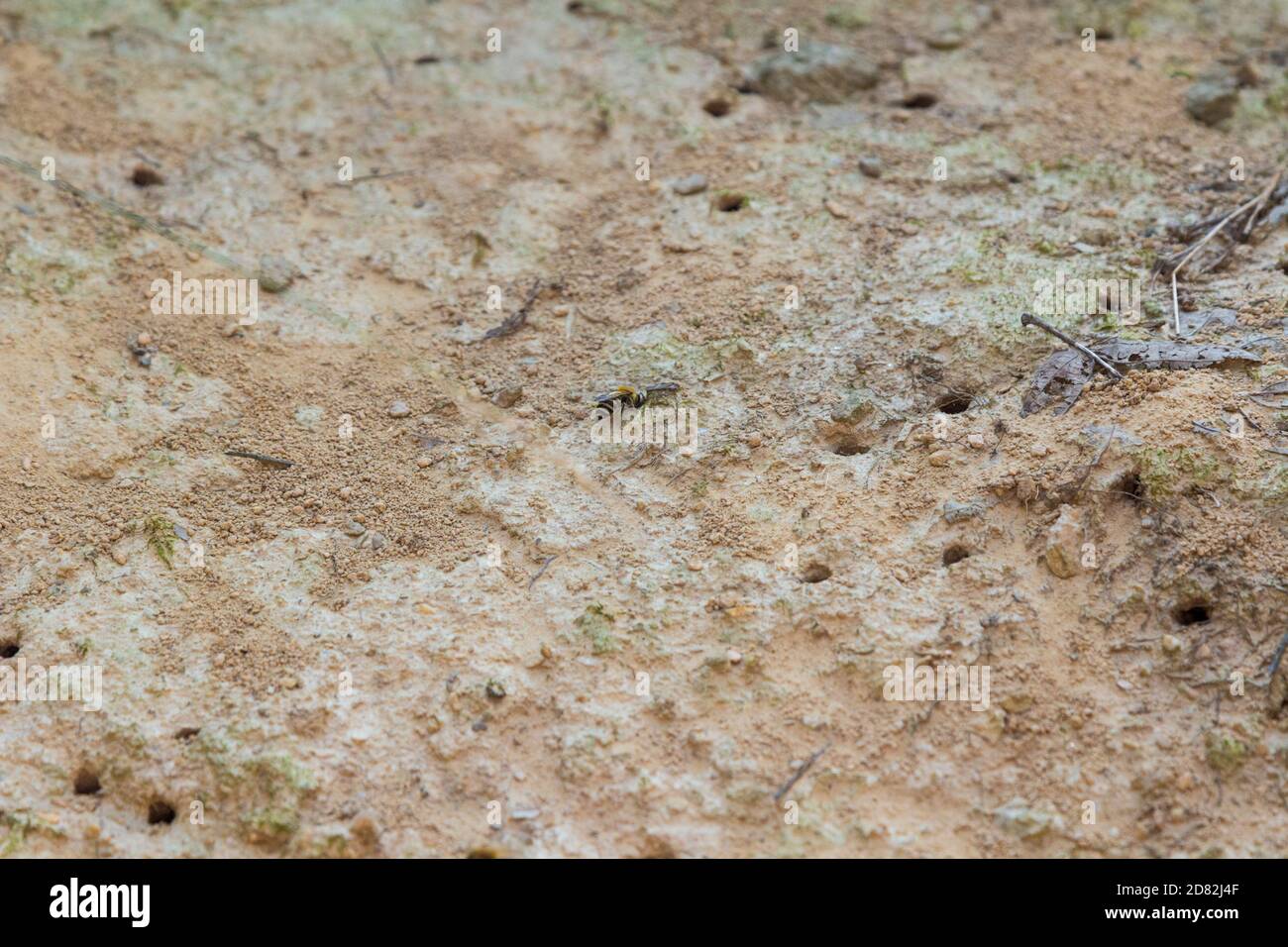 Bergbau Biene neben seinem Loch auf dem Boden, Ungarn, Europa Stockfoto