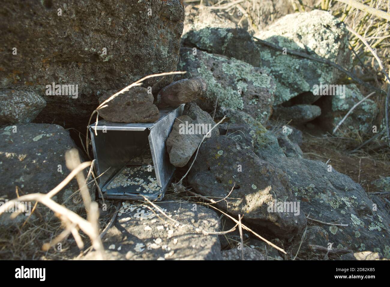 Naturschutz Ökologie: Verwendung von Fallen Typ Sherman für eine Mikro-Säugetiere Zählung in einem mediterranen Wald, Chile. Stockfoto