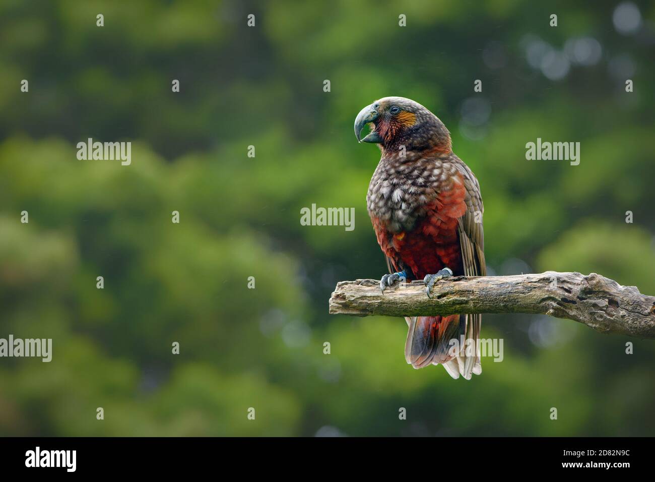 Kaka - Nestor meridionalis - endemischer Sittich, der in den Wäldern Neuseelands lebt. Papagei Nahaufnahme essen Nuss auf einem Zweig mit grünem Hintergrund. Stockfoto