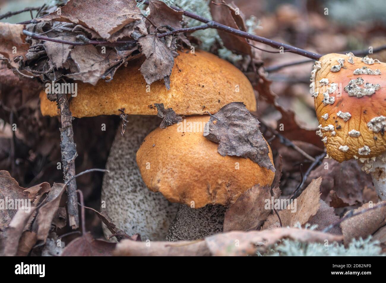 Zwei Birkenpilze mit einer orangen Kappe in einem gefallenen Baumblatt in der Nähe eines getrockneten Toadstool, Hut unter den Blättern, Makrofoto Stockfoto