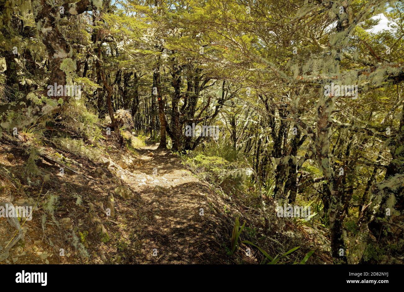 Nelson Lakes National Park auf der Südinsel Neuseelands gelegen, an zwei Seen Rotoiti und Rotoroa, Valleys Travers, Sabine, D'Urville und mounta Stockfoto