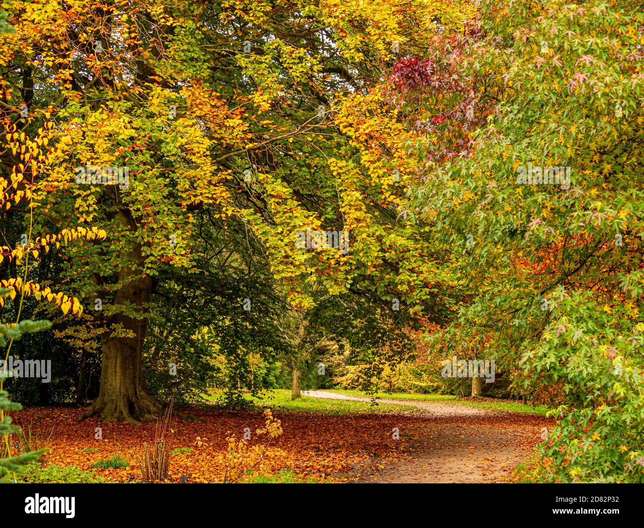 Laubbäume werden gelb und rot mit goldenen, heruntergefallenen Blättern auf dem Boden. Stockfoto